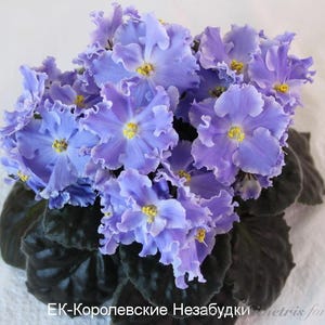 May include: A close-up of an African violet plant in full bloom. The plant displays clusters of ruffled, pale blue-purple flowers with yellow centers. The dark green leaves provide a contrasting backdrop. The text "EK-Korolevskie Nezabudki" is visible.