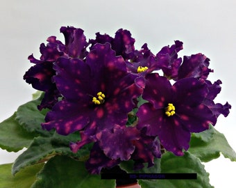 African violet LEAF AV-PITHAGORS