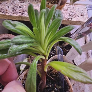 Op de afbeelding: Een jonge plant in een kleine pot met heldergroene bladeren en een roodbruine stengel. De bladeren hebben een licht fuzzy textuur. De plant staat in een biologisch afbreekbare pot. De omgeving is goed verlicht.