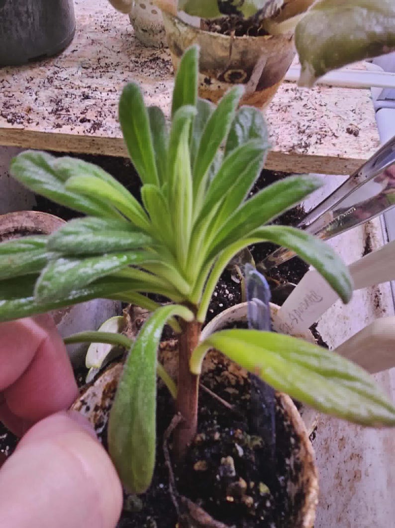 Op de afbeelding: Een jonge plant in een kleine pot met heldergroene bladeren en een roodbruine stengel. De bladeren hebben een licht fuzzy textuur. De plant staat in een biologisch afbreekbare pot. De omgeving is goed verlicht.