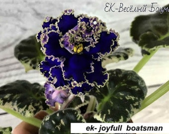 african violet LEAF EK-JOYFUL Boatsman