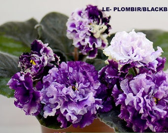 African violet LEAF LE-PLOMBIR/Blackberry