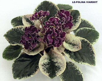 african violet LEAF LE-POLINA Viardot