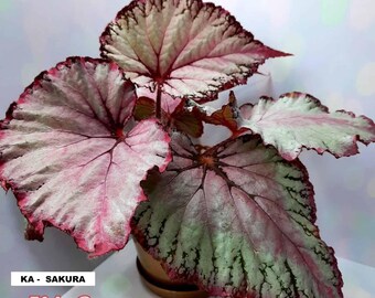 希少 ベゴニア ルージュ バリエガータ 斑入り Rouge Variegated