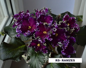 african violet LEAF RS-RAMZES