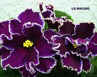 African violet LEAF LE-MACHO