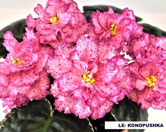 African violet LEAF LE-KONOPUSHKA