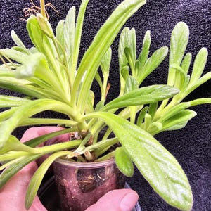 Op de afbeelding: Een close-up van een kleine, levendige groene plant met lange, slanke bladeren. De plant staat in een doorzichtige plastic pot, vastgehouden door een hand. De bladeren hebben een licht fuzzy textuur en de plant ziet er gezond en goed verzorgd uit.