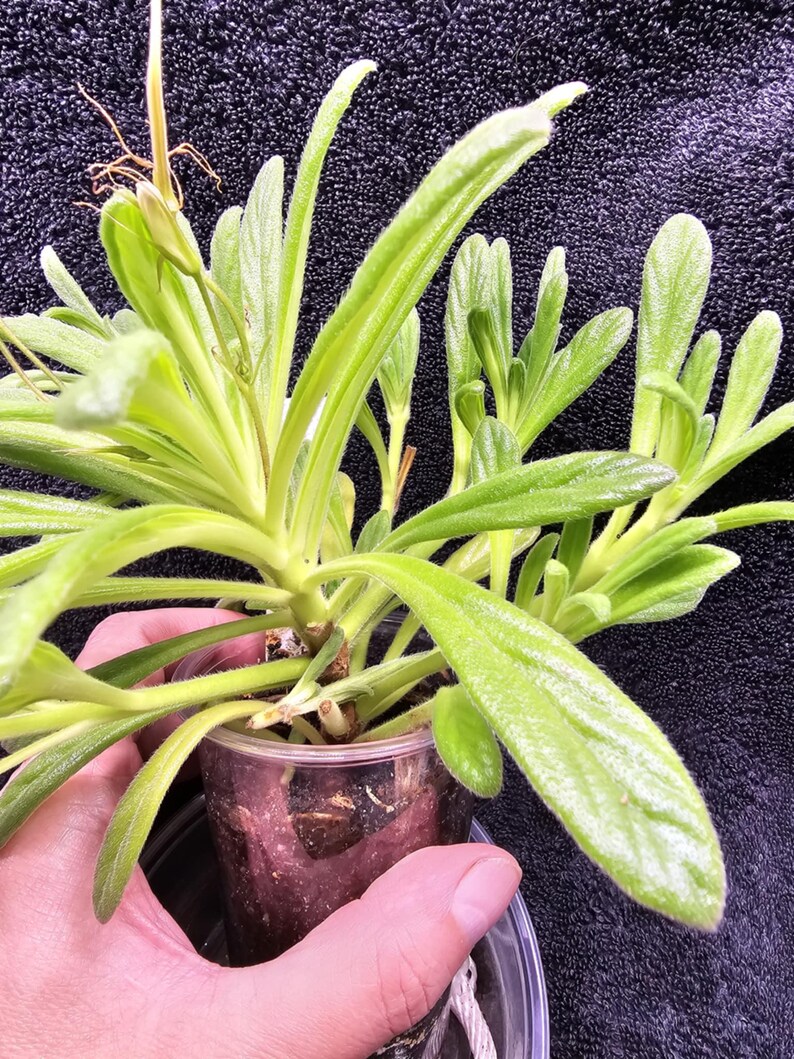 Op de afbeelding: Een close-up van een kleine, levendige groene plant met lange, slanke bladeren. De plant staat in een doorzichtige plastic pot, vastgehouden door een hand. De bladeren hebben een licht fuzzy textuur en de plant ziet er gezond en goed verzorgd uit.