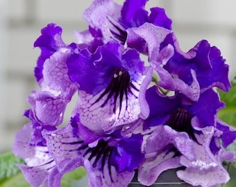 STREPTOCARPUS young plant DS-MUSKETEER