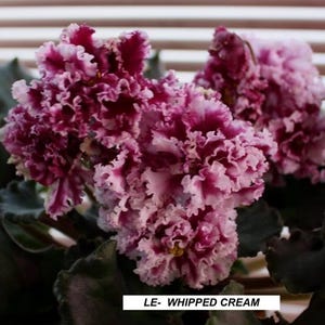 May include: A close-up of an African violet plant with ruffled, two-toned flowers. The blooms are a mix of deep magenta and creamy white, set against dark green foliage. The text "LE- WHIPPED CREAM" is visible.