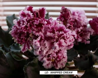 african violet plug LE-WHIPPED CREAM