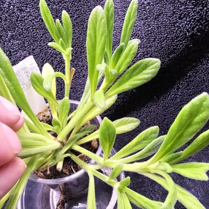 Op de afbeelding: Een close-up van een kleine plant in een pot met heldergroene bladeren. De bladeren zijn langwerpig en licht harig, met een lichtgroene stengel. De plant staat in een doorzichtige plastic pot en de wortels zijn zichtbaar.