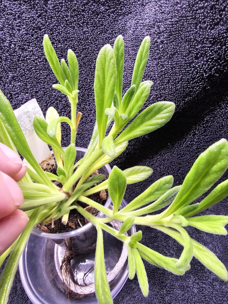 Op de afbeelding: Een close-up van een kleine plant in een pot met heldergroene bladeren. De bladeren zijn langwerpig en licht harig, met een lichtgroene stengel. De plant staat in een doorzichtige plastic pot en de wortels zijn zichtbaar.