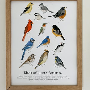 Póster de aves de Norteamérica / Póster de aves de jardín de Norteamérica / Aves en acuarela / Arte mural para guardería / Decoración de sala de juegos /