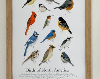 North American Bird Poster | Backyard Birds of North America Poster | Watercolor Birds | Nursery Wall Art | Play room Decor |