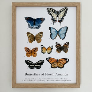 North American Butterfly Poster | Butterflies of North America | Nature Chart | Playroom Decor | Nursery Wall Art | Watercolor Print |