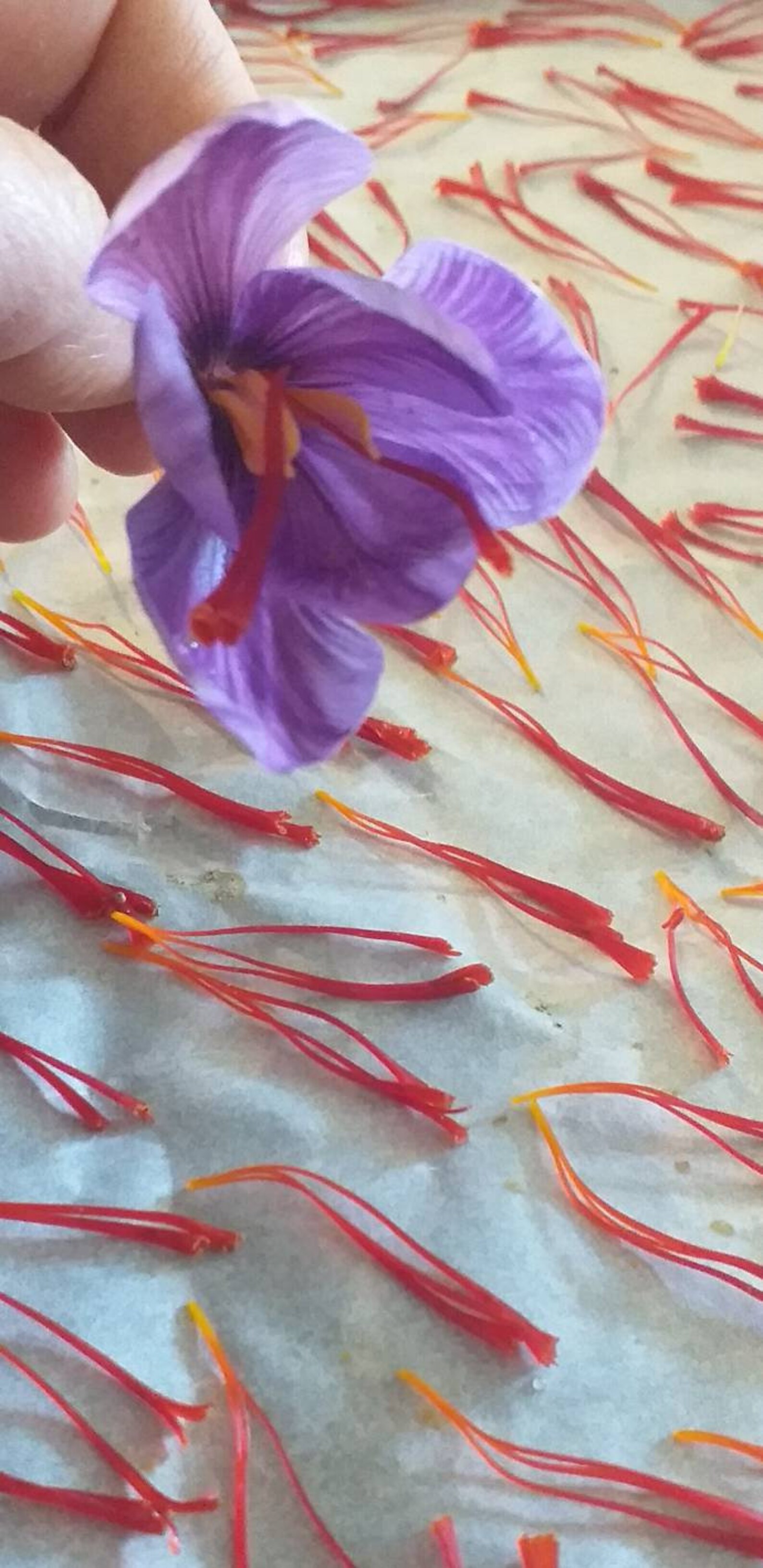 100 natural and French filament saffron. 1 dose for a dish of Etsy