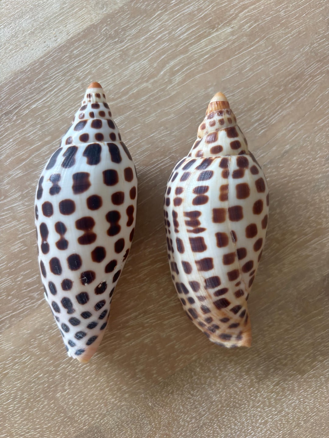 Scaphella Junonia Shell- RARE!! (price is for One Shell) - Etsy