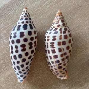 Scaphella Junonia Shell- RARE!! (price is for one shell)