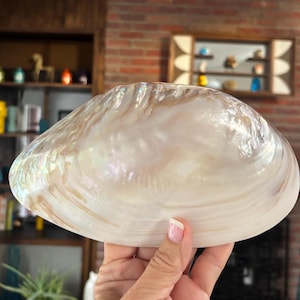 May include: A large, iridescent seashell with a pearlescent sheen. The shell is held in a hand, showcasing its natural, organic form and creamy white and tan colors. The shell's surface has a textured, rippled appearance.