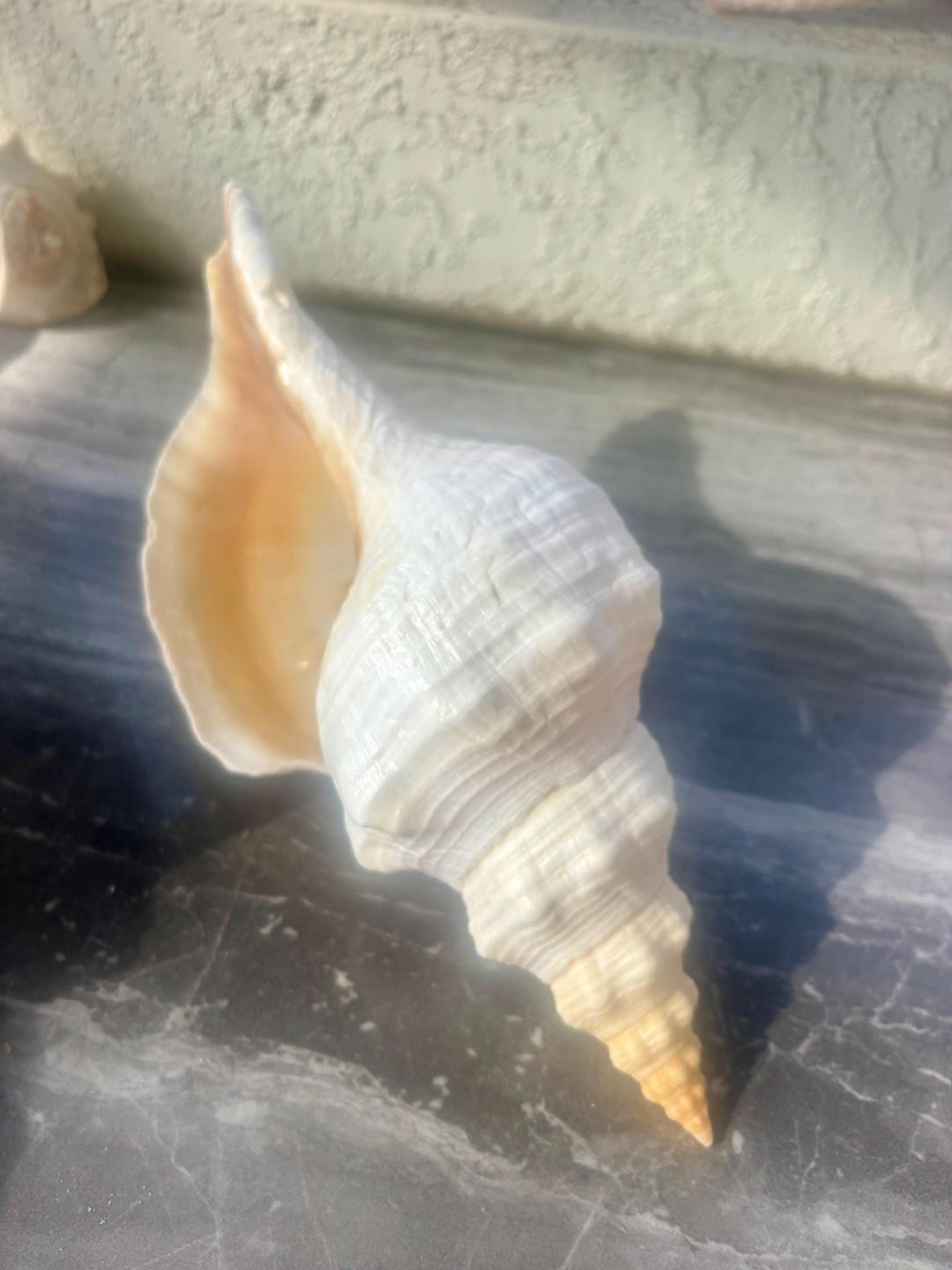 Florida Horse Conch- Triplofusus Giganteus, Florida State Shell - Etsy