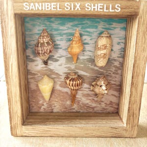Florida Sanibel  Six Shell Assortment Bag for collectors or crafters- cone, horse conch