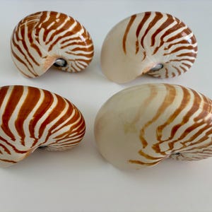 May include: Four nautilus shells with a cream and brown striped pattern. The shells are arranged on a white surface. The shells have a spiral shape and a smooth, glossy texture. The shells are a natural, organic shape.