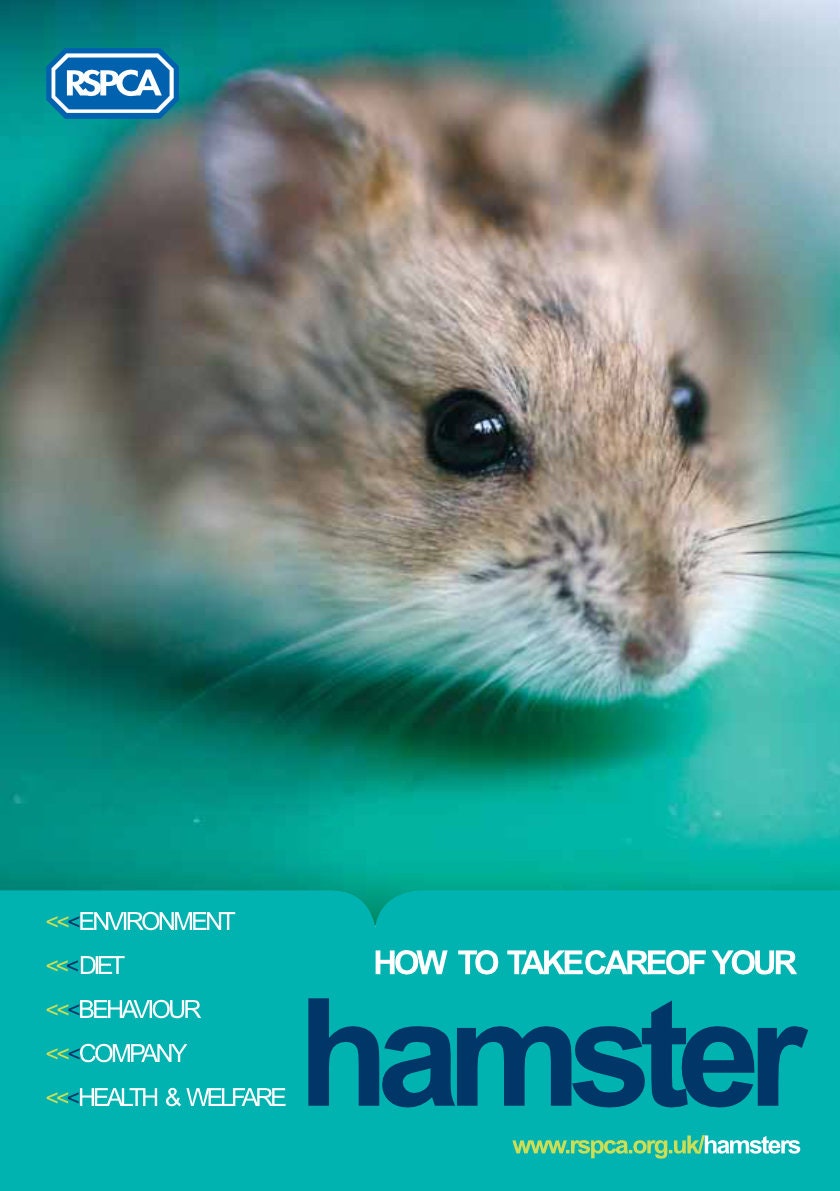 Hamster Starter Kit Etsy UK