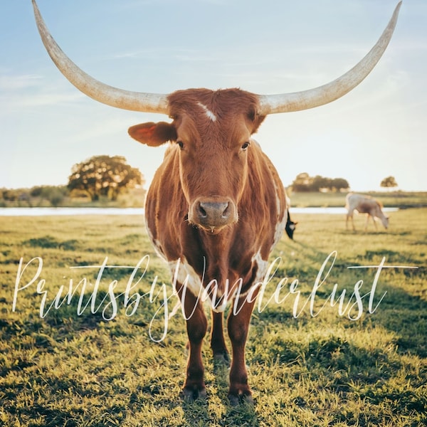 Cow Print, Digital Download, Longhorn, Cattle, Photography, Canvas, Cowboys, Texas, Art, Modern