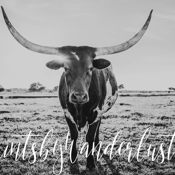 Cow Print, Digital Download, Longhorn, Cattle, Photography, Canvas, Texas, Art, Modern farmhouse