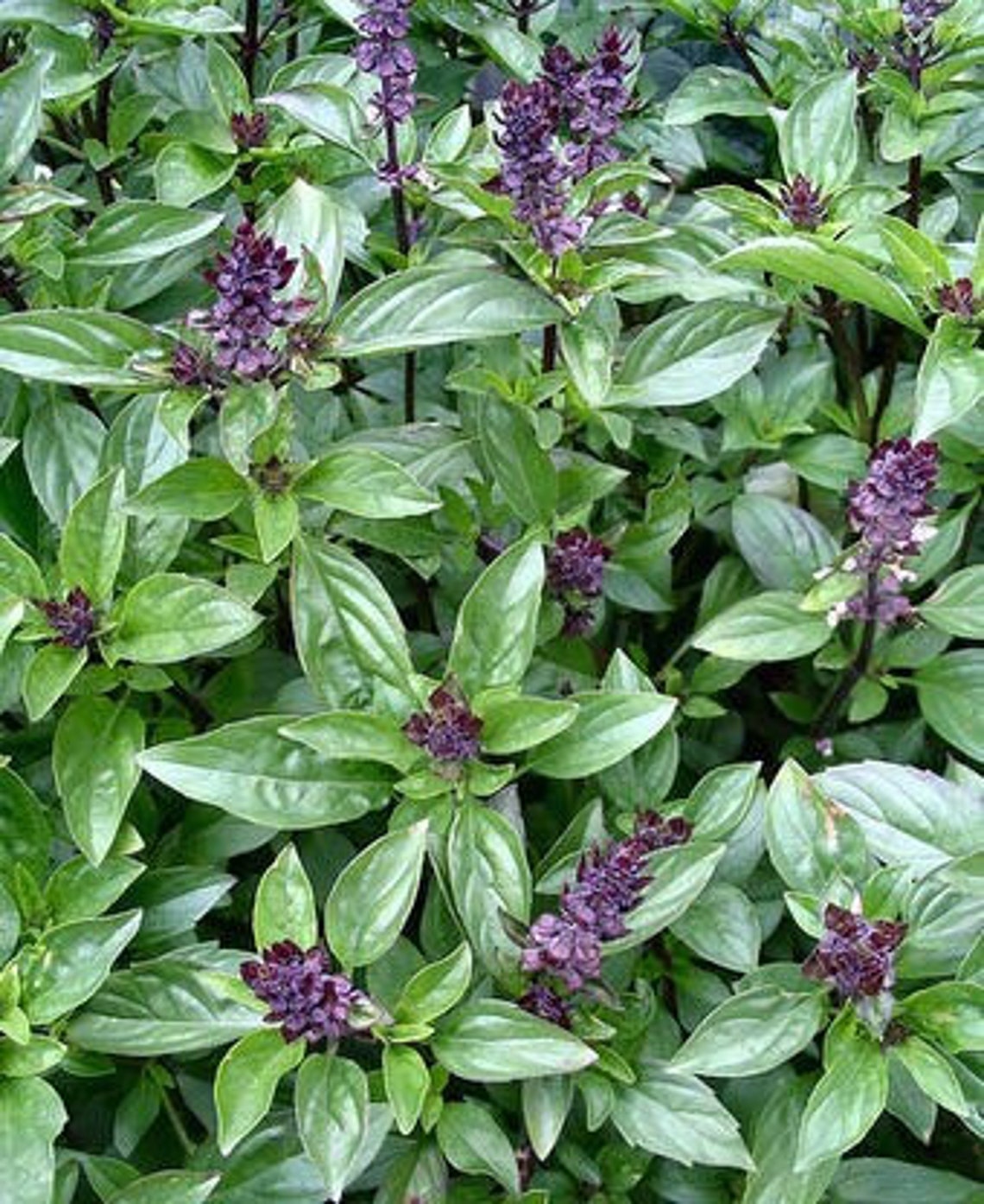 Cinnamon Basil Herb Seeds 100 seeds Etsy
