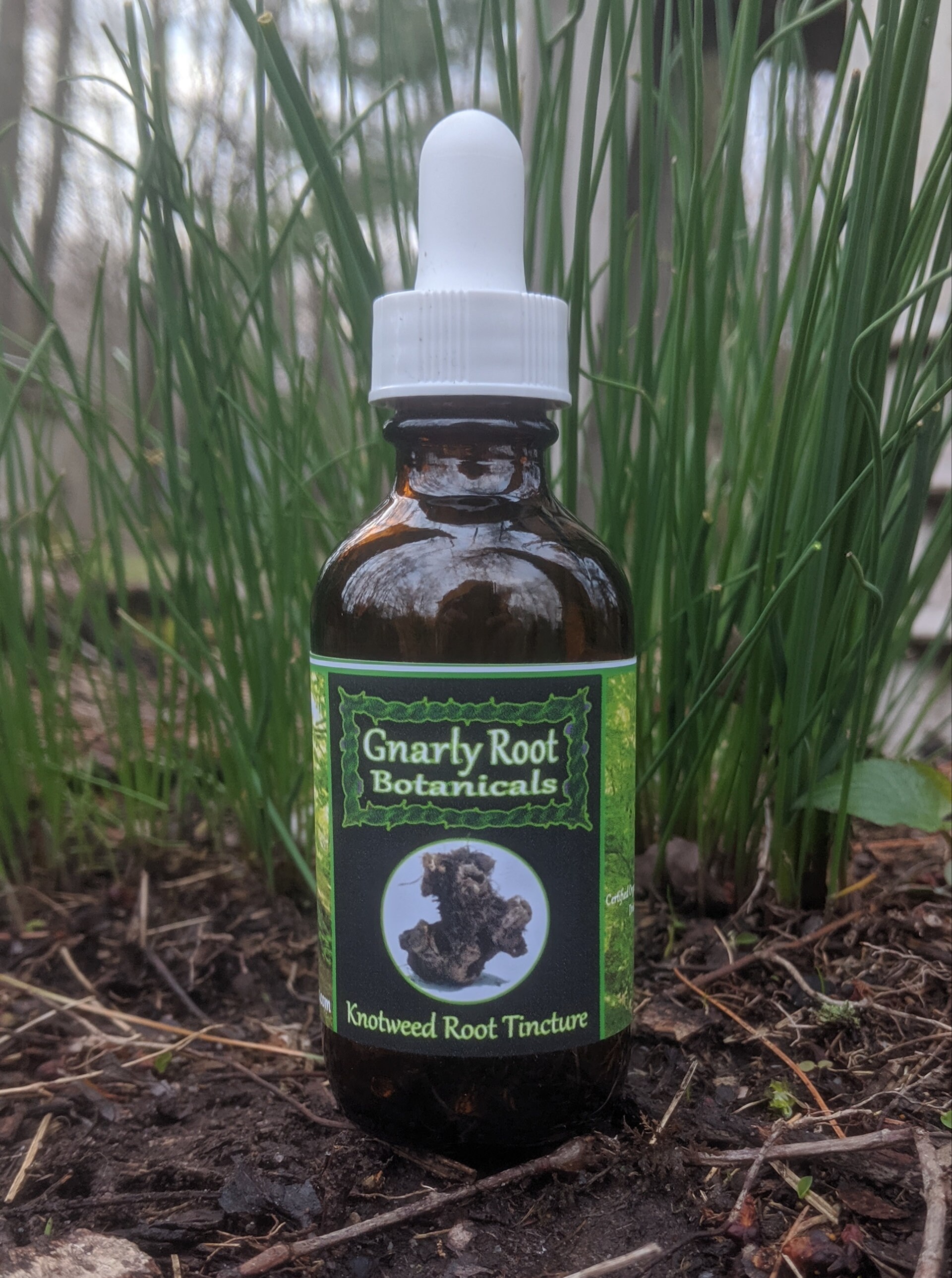 8oz Japanese Knotweed Root Hu Zhang Tincture Full Year Extract Etsy