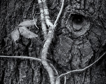 Tree Bark with Vines, Black and White Print, Nature Photography, Abstract Forest, Dark Forest, Forest Landscape, Woodland Photo, Tree Art