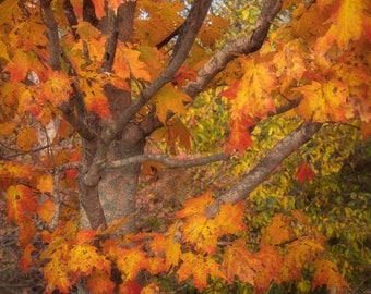 Autumn Beauty, Fall Wall Art,Autumn Landscape, Woodland Art, Forest Photography, Autumn Leaves,Forest Print, Nature Photography, Tree Print