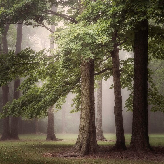 Foggy Forest Halloween Photo Backdrop 10x8ft Dark Misty Woods Halloween Party Birthday Backdrop Photography Horror Foggy Forest Background Kids Halloween Trunk Or Treat Backdrop Picture Decorations - View #5