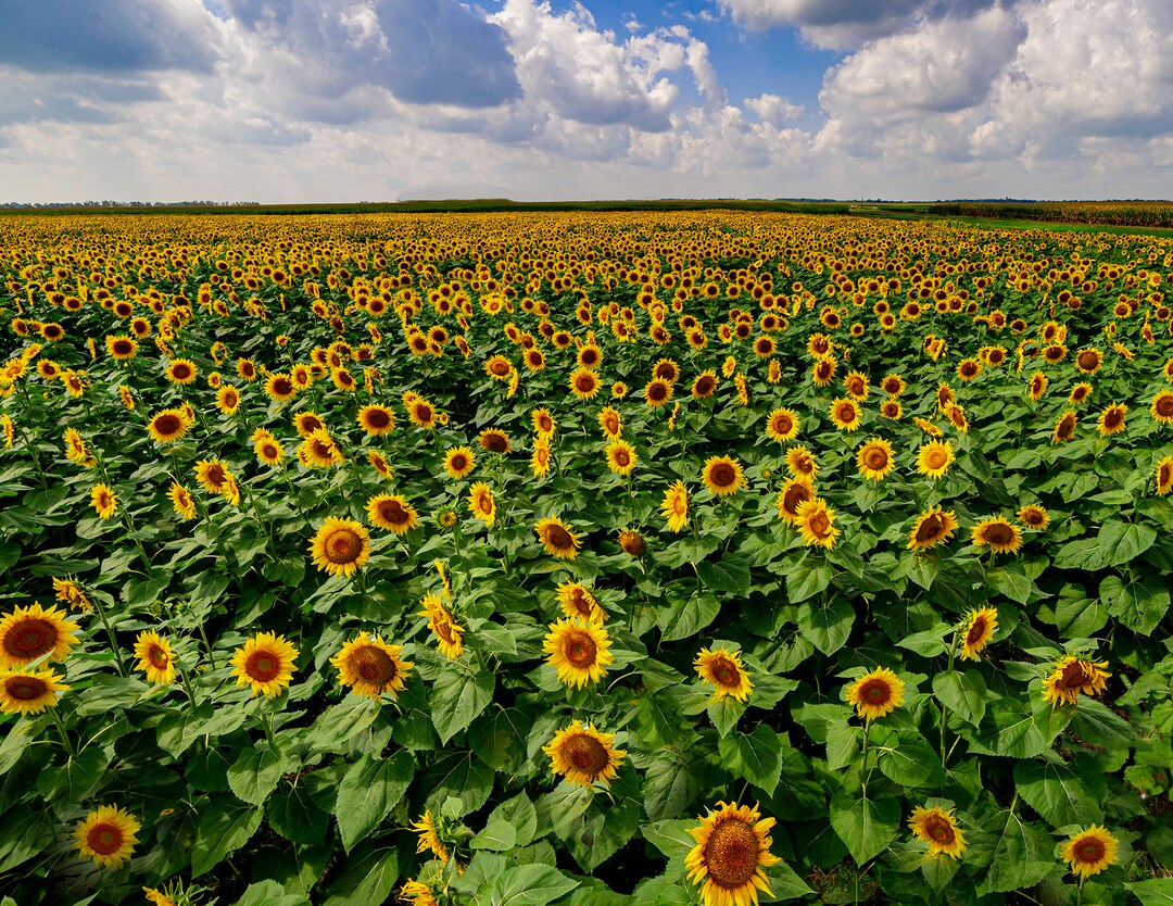 Sunflower Field Sunflowers Sunflower Farm Illinois Farm Etsy