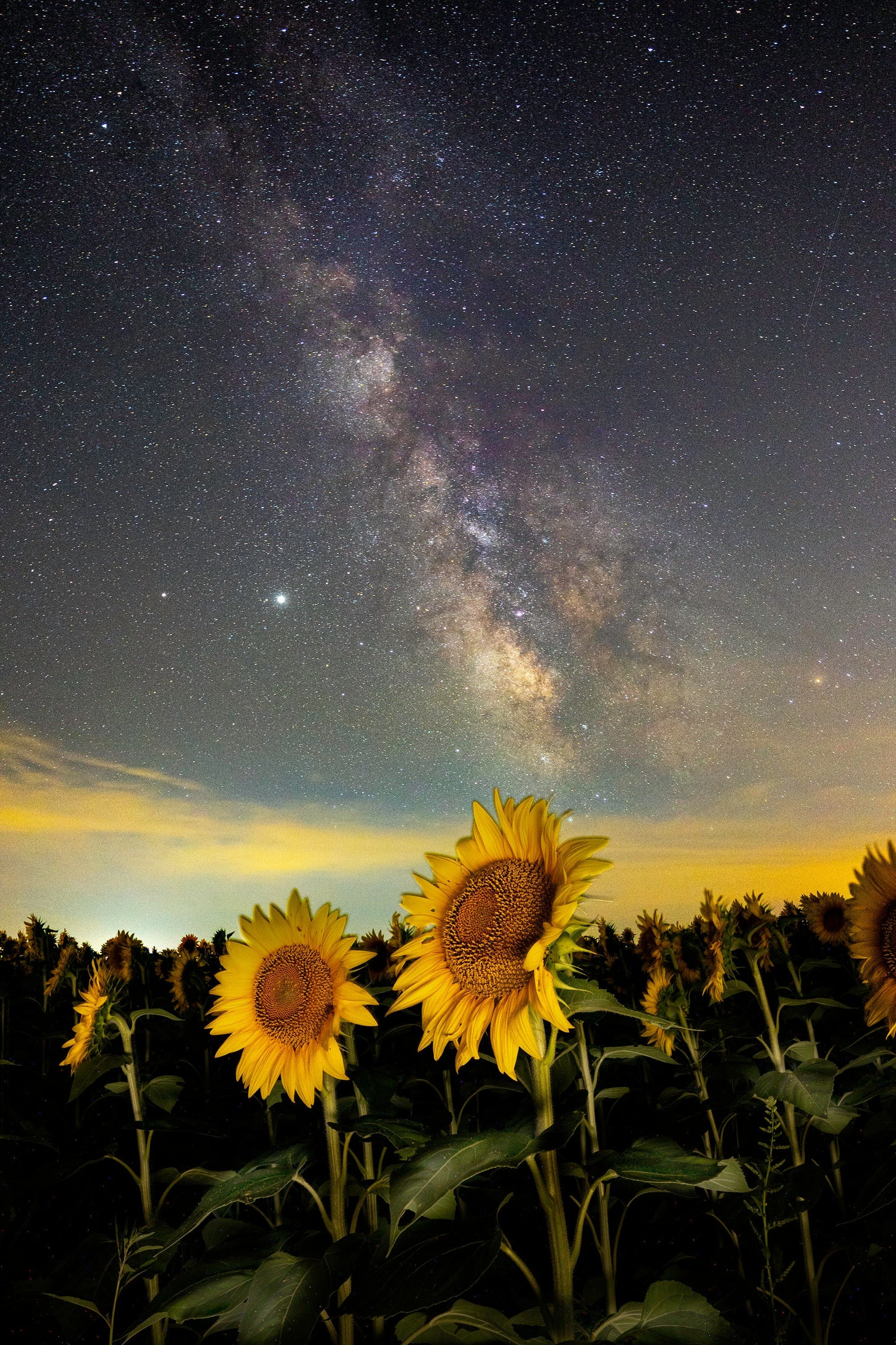 Night Sunflower Field, Milky Way, Sunflowers, Night Image, Astro