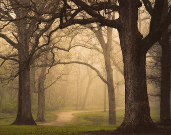 Foggy Tree Lined Path, Foggy Misty, Early Spring Morning, Soft Warm Colors, Landscape Scenery, Forest Wall Decor, Fine Art Print, Landscape