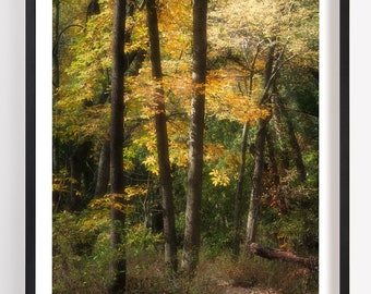 Autumn Forest Scene, Allerton Park, Woodland Photography, Forest Print, Forest Landscape, Fall Leaves, Fall Scene, Woodland Fall Decor, Fall