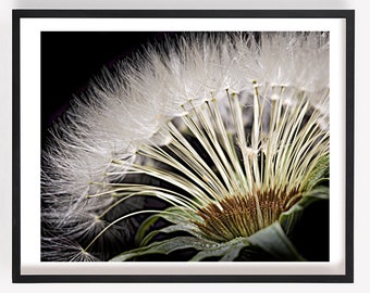 Dandelion Close-up, Macro Photo, Nature Photography, Flower Print, Botanical, Wall Art, Botanical Photography, Fine Art Photography