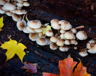 Fall Mushrooms, Fallen Log, Fall Leaves, Botanical Print, Wall Decor, Colorful leaves, Nature Photography, Botanical Photo, Mushrooms, Fall