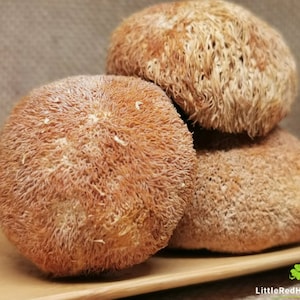 Lion's Mane Mushrooms - Superfoods - Herbal Tea - Dried Herbs - Whole Mushroom