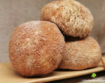 Lion's Mane Mushroom - Whole Dried or Fine Powder - Hericium Erinaceus for Tea and Culinary Use