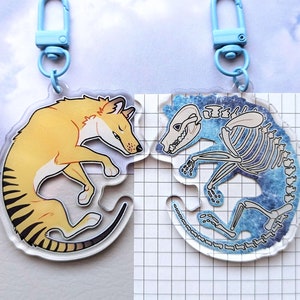 May include: Two clear acrylic keychains featuring a stylized thylacine design. One keychain shows the thylacine's exterior with yellow and black stripes, while the other depicts its skeletal structure in white and blue.
