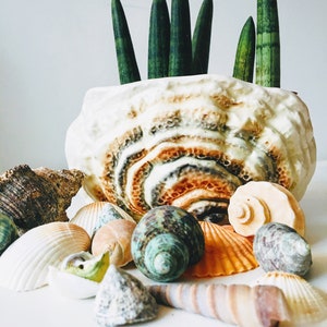 Pebbles and Shells for Houseplants and Terrarium | Live Plants | Houseplant Care