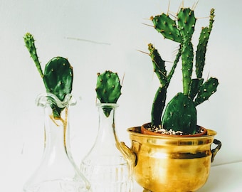 Opuntia Monocantha aus Sdamerika ONE Prickly Pear Kaktus unrooted Pad  macht kleine essbare Frchte Free shipping hngende Stachelbirne - Etsy  sterreich