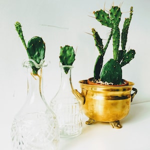 Prickly Pear Cactus, Rooted Cutting, Opuntia 5cm | Live Plant