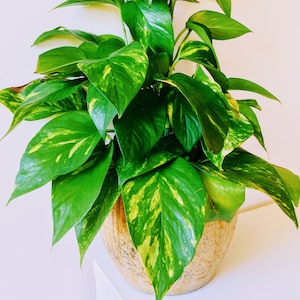 Puede incluir: Una planta en maceta con hojas verdes y amarillas variegadas. La planta está en una maceta marrón claro con una superficie texturizada.