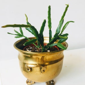 Rhipsalis, Jungle Cactus, rooted cutting or wholeplant, Succulents and Cacti | Live Houseplants